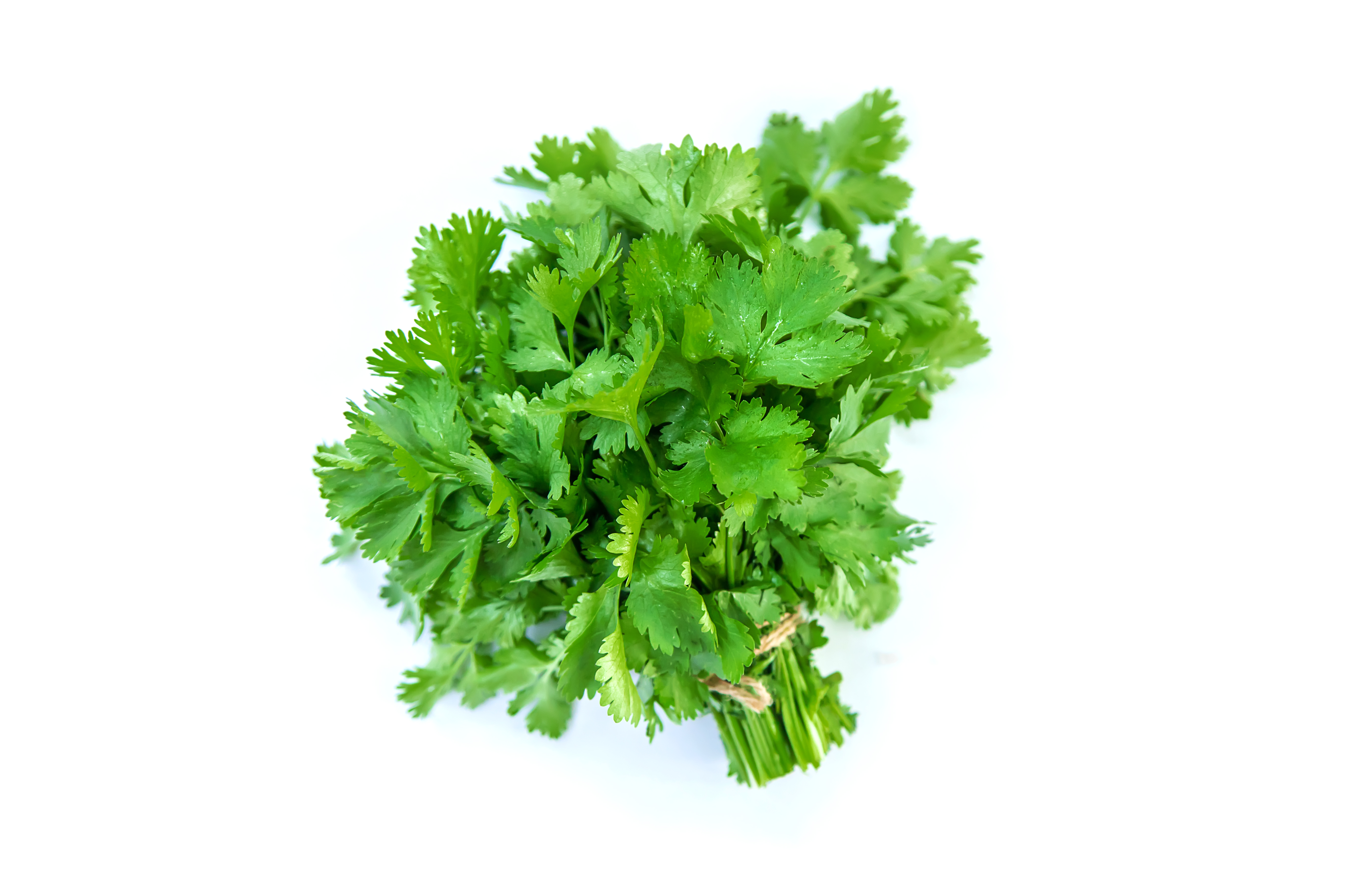 Parsley